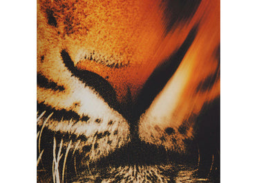 SKIMS x Roberto Cavalli Tie Waist One Piece Tiger Face Print